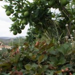 Landscape4