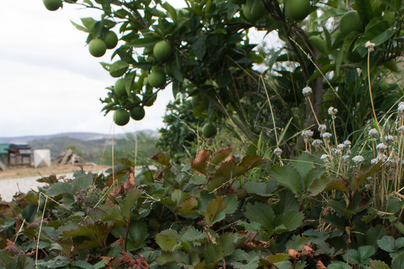 Landscape4