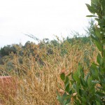 Landscape5